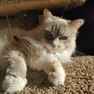 Meet your Posher, Zelna